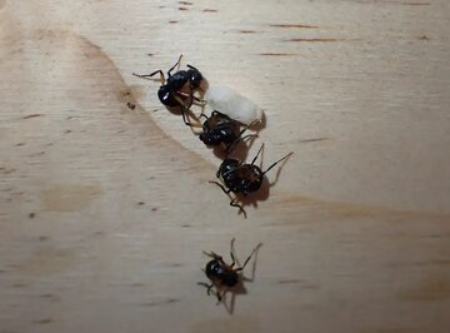 مورچه‌های حیرت‌انگیزی که خود را به مردن می‌زنند + عکس