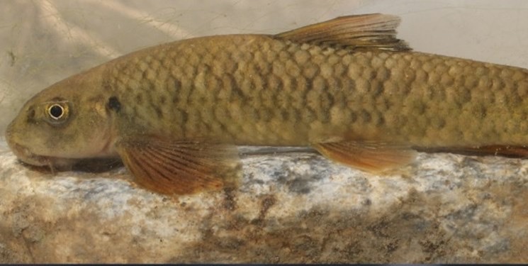 نامگذاری یک ماهی دوازده میلیون ساله به نام قربانیان شیمیایی