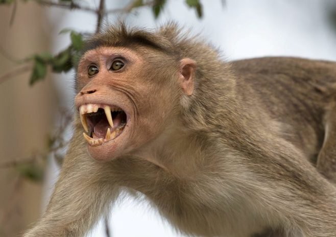 محیط بانان یک قلاده میمون رزوس را در کرج زنده‌گیری کردند