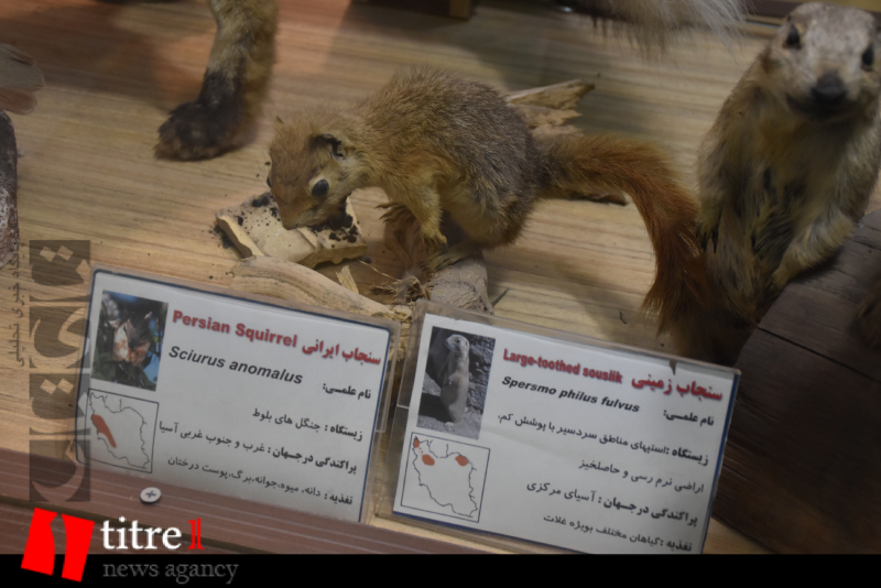 موزه تاریخ طبیعی و تنوع زیستی استان البرز در پارک چمران + تصاوبر
