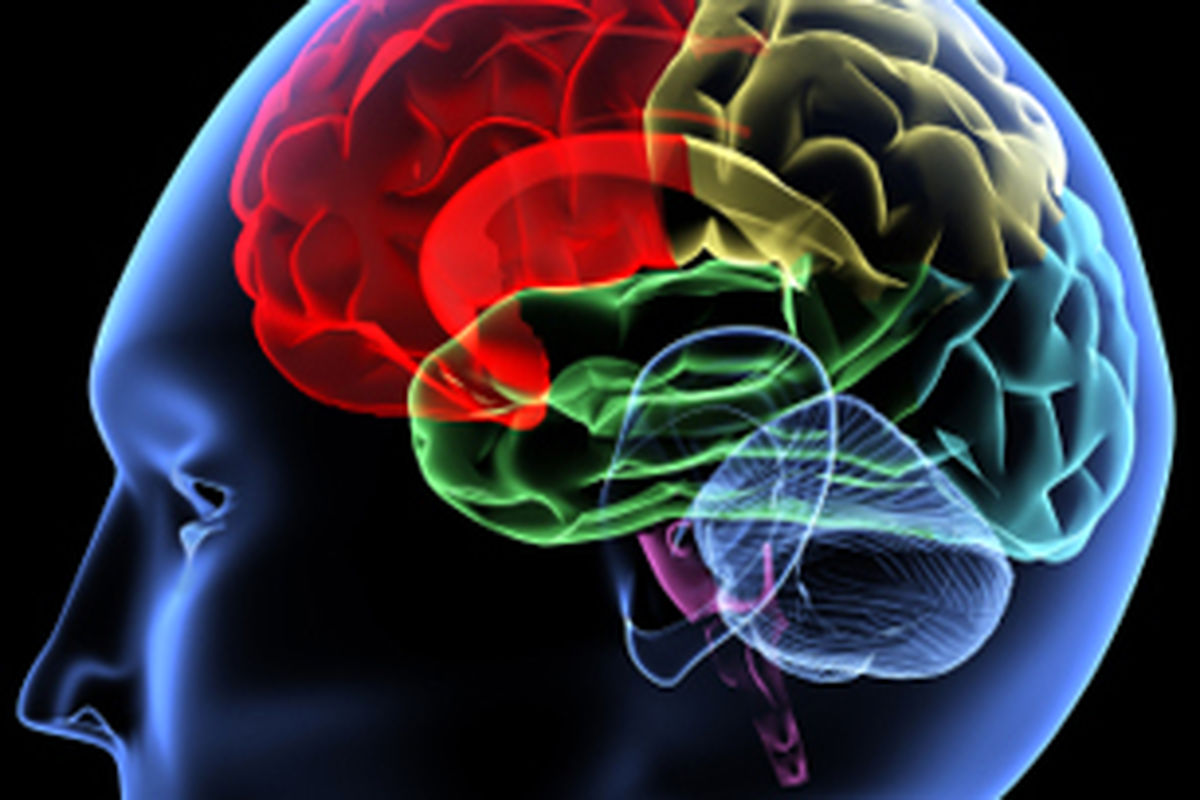 اینفوگرافیک/ عوامل تأثیرگذار بر سلامت مغز انسان