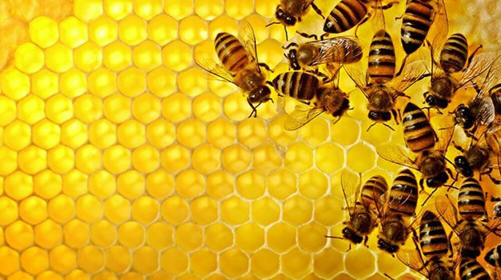 فیلم/ همکاری دو زنبور برای باز کردن درب یک بطری نوشابه