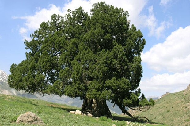 طرح حفاظت از درختان کهنسال البرز