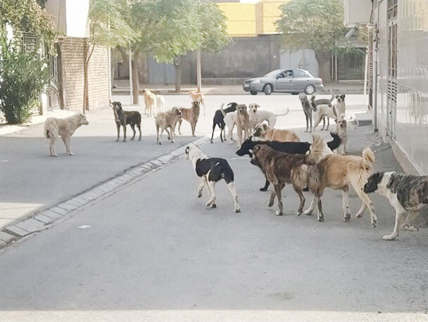 جمع‌آوری سگ‌های بلاصاحب در البرز