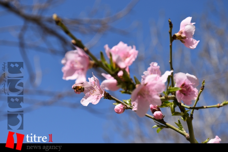 شکوفه‌های بهاری هلو در کرج