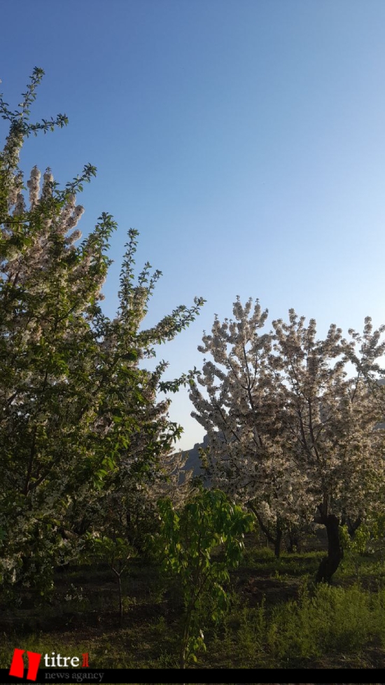 زیبایی چشم‌نواز باغ گل‌های کُندُر چالوس
