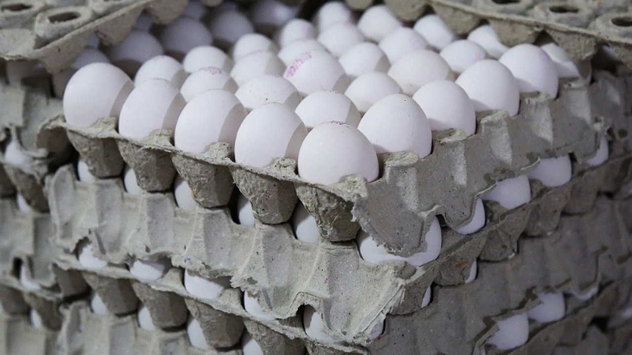 هدفگذاری صادرات ۱۵۰ هزار تُن تخم مرغ