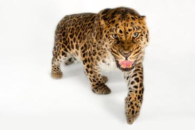 Amur leopard
زیستگاه اصلی در روسیه، کمتر از 30 گونه از این گربه وحشی باقی مانده است.