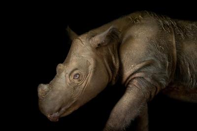 Sumatran Rhinoceros
حدود 275 کرگدن از این گونه باقی مانده است.