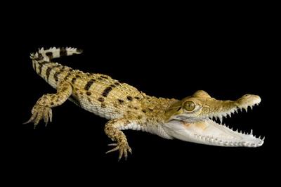 Philippine crocodile
این نمونه کروکودیل تا 3 متر رشد میکند.