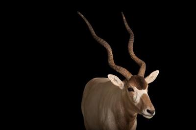 White Antelope
حدود 300 بزکوهی از این نمونه وجود دارد.