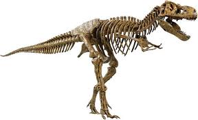 حرکت یکی از خطرناکترین گونه دایناسور در آمریکا (تیرانازاروس)