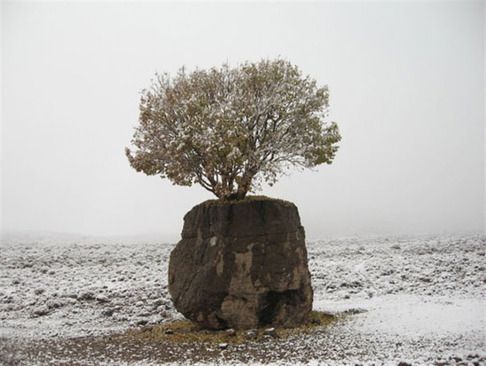 عجیب ترین درخت ایران + عکس