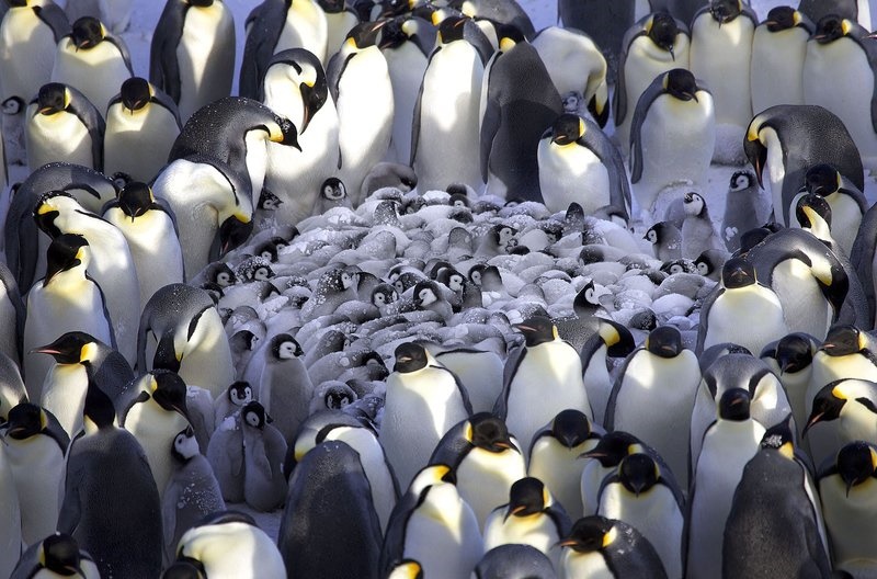 مهد کودک پنگوئن‌ها + عکس