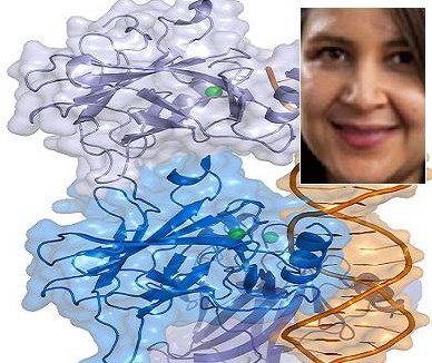 با همکاری دانشمند ایرانی جهش‌ ژن سرکوب‌کننده تومور استخوان کشف شد