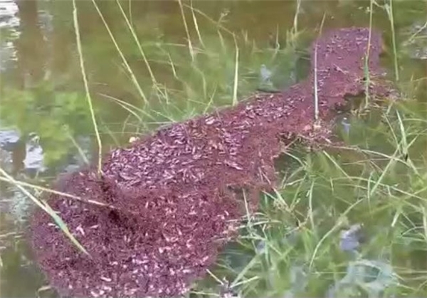 روش عجیب مورچه‌ها برای زنده‌ ماندن در برابر سیل+عکس