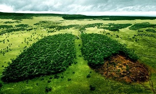 چگونه تخریب محیط زیست باعث ایجاد بیماری در انسان می شوند؟!