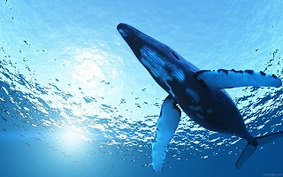 نهنگ گوژپشت دریای عمان، ساکن 70 هزار ساله این منطقه!