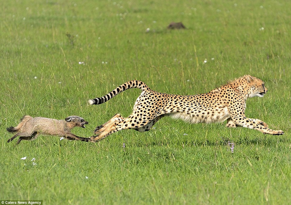تصاویری نادر از ترس چیتا از طعمه خود
