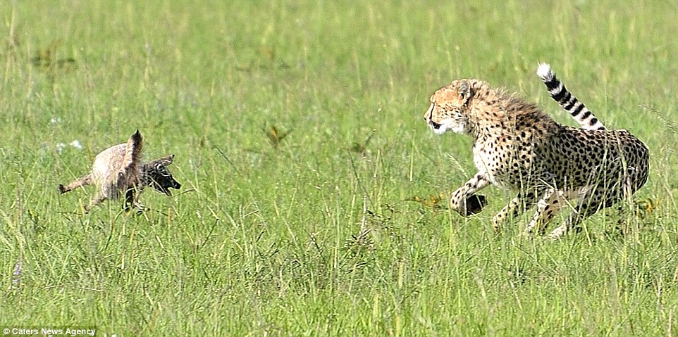 تصاویری نادر از ترس چیتا از طعمه خود