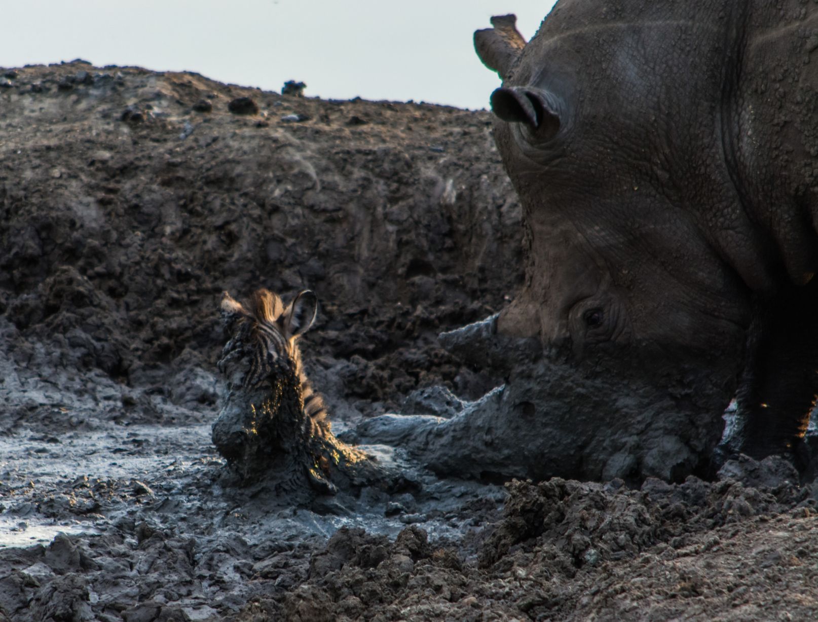 تصاویر دیدنی نجات یک گوره خر توسط اسب آبی