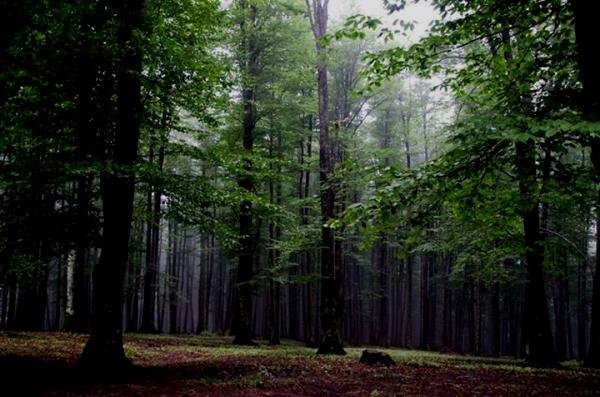 ممنوعیت بهره برداری تجاری و صنعتی از جنگل های کشور
