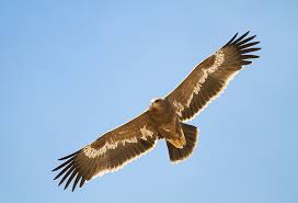 نخستین جوجه عقاب طلایی در اسارت متولد شد
