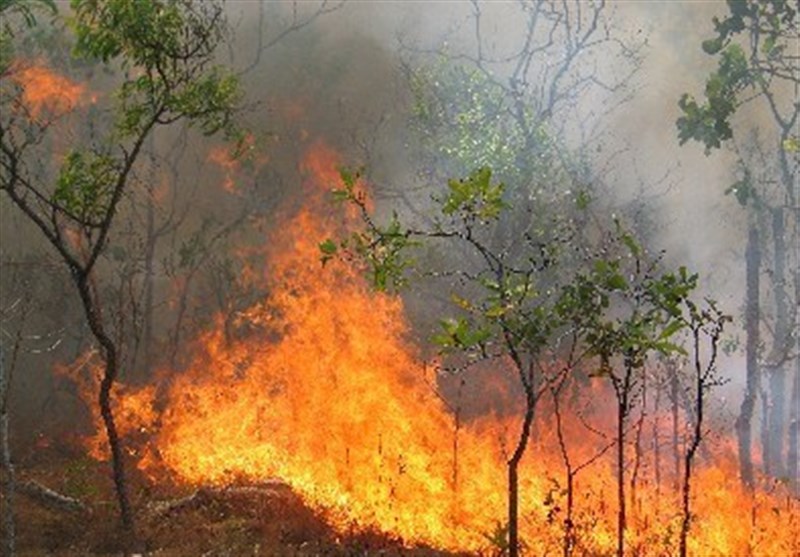 افزایش پوشش در مراتع و بالارفتن امکان آتش‌سوزی در جنگل ها