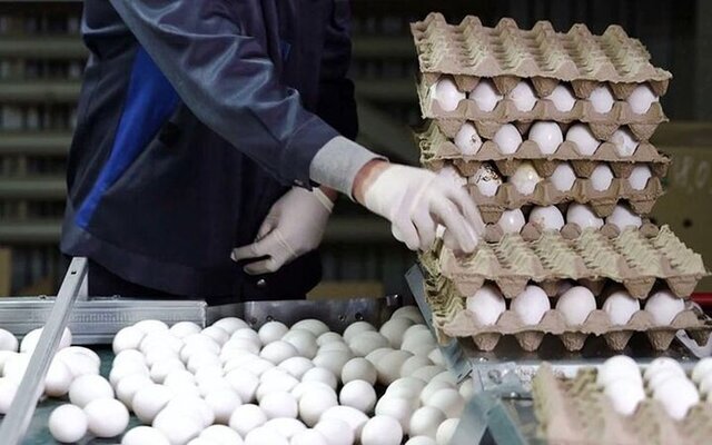 صادرات انبوه مرغ و تخم مرغ برای اولین‌بار