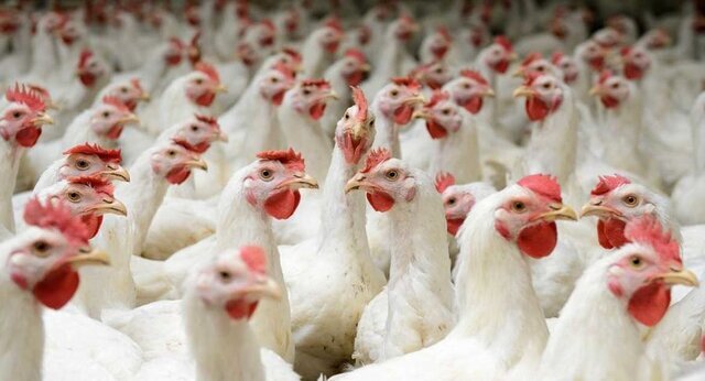 از واردکننده به صادرکننده مرغ تبدیل شده‌ایم