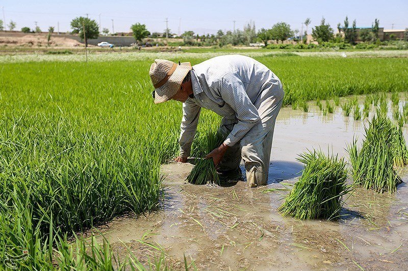 رشد ۴۰۰ هزار تُنی تولید برنج کشور
